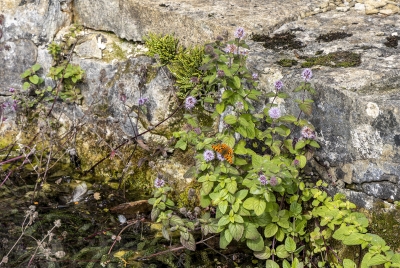 Chedworth Roman Villa 2025